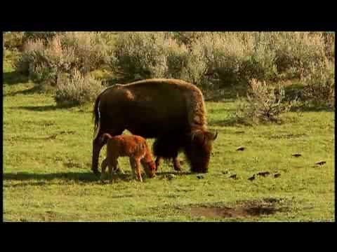 American Prairie Profiled by National Geographic