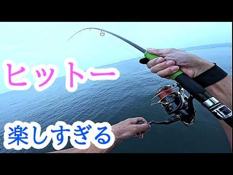 大阪湾サゴシ祭り 大物サワラも今がチャンス #釣り初心者 #釣れるルアー #大阪湾 #ルアー釣り #サゴシ #ショアジギング #サワラ