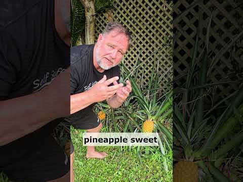 How to Tell When a Pineapple is ripe?