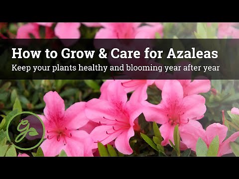 How to Grow & Care for Azaleas - Keep Your Plants Healthy & Blooming Year After Year