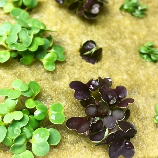 Rockwool | What is it? How do you use it?