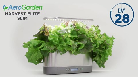 AeroGarden Harvest Elite Slim Indoor Garden Hydroponic System with LED Grow Light and Herb Kit, Holds up to 6 Pods, Platinum