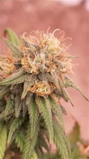 Almost There... But Is It Really Time to Harvest Yet? 🌿 | Flower Week 10 Update 🎄