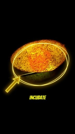 Incubating Leopard Geckos: A Step-by-Step Guide