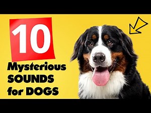10 Mysterious Sounds for Dogs 🐶❤️