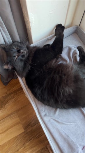 Best Cat Bed of 2025 for Cozy Feline Comfort