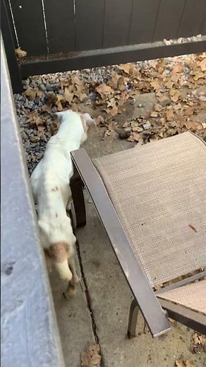 Meet Jack a Terrier, Jack Russell currently available for adoption! 12/22/2024 4:02:35 PM