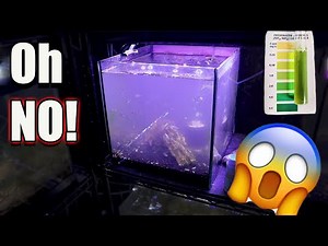I Had an Ammonia Spike in 4 "Cycled" Fish Tanks! Here's What I Did