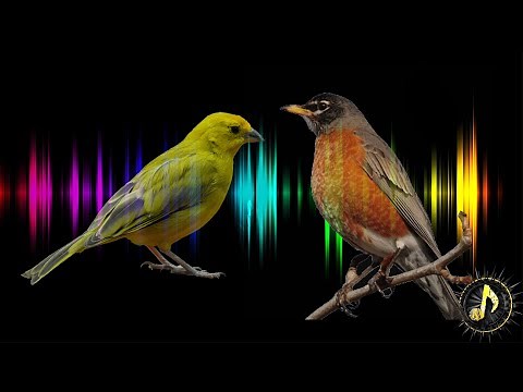 Bird Singing Sound Effect