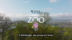 4.6K views · 24 reactions | Watch: "Wi' fondness in my heart sae true" Ode to a Haggis (Edinburgh Zoo's very own pygmy hippo called "Haggis" that is!) 鍊 Edinburgh Zoo | The Scotsman | Facebook