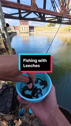 Fishing with Live Leeches: Tips and Techniques