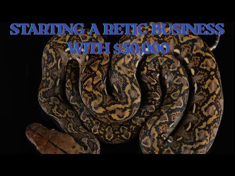 Starting a retic breeding business with $50,000