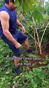 22K views · 229 reactions | Mi tata si sabe sacar Yucas de calidad, cuando yo sea grande quiero ser como mi papá  #humor #risa #comedia #findeaño #yuca | Cesar Chaves | Facebook