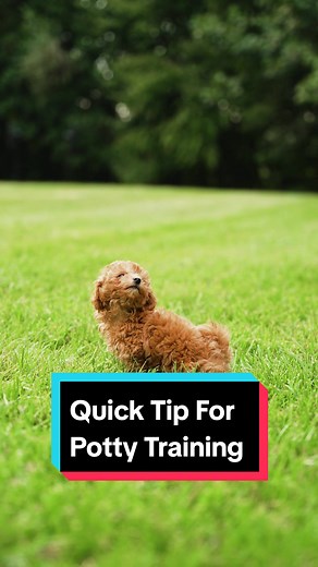 Effective Puppy Potty Training Guide