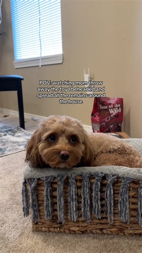 Meet Cleo the Cavapoo: A Funny and Relatable Dog Video