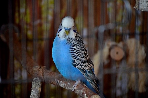 Why do Birds Eat Their Own Poop? Cockatiels, Canaries, And Budgies as Examples - Animal World Facts