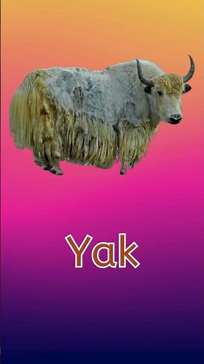 Learn the letter Y and it's sound | Fun Phonics for Kids