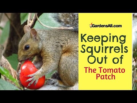 Keeping Squirrels Out Of The Tomato Patch