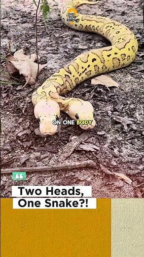 The Science Behind Two-Headed Snakes | Bicephaly Explained‼️