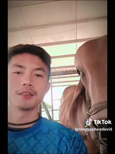 Farmer Boy😘 #cow #brahman #brahmancow