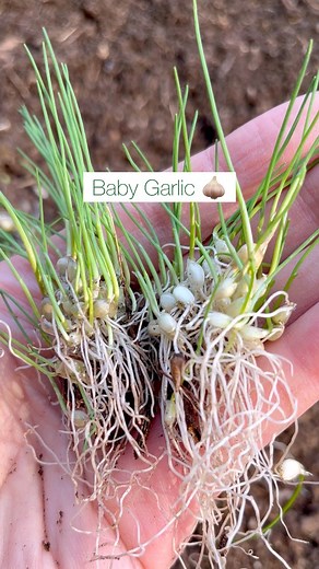 Garlic bulbils develop on the umbel (false seed head) that form on the scape of hard neck varieties. You may notice tiny lilac flowers growing beside the bulbils. Scapes are usually removed to divert energy to the developing bulb. Some bulbils grow along the stalk and are usually bigger than ones that develop on the seed head. Bulbils are not true seeds, but are clones of the mother plant and can be planted to grow more garlic. ✅Growing garlic from bulbils is economical and are free from soil-bo
