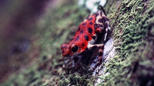 What Do Poison Dart Frogs Eat? Complete Diet Guide   Safe...