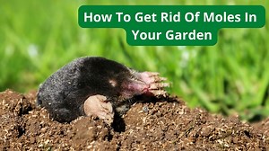 13 Natural Ways To Get Rid Of Moles In Your Garden   Yard