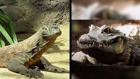 Who Wins in a Fight: Komodo Dragon or Crocodile?