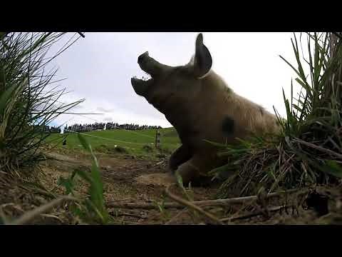 Pig kill shots compilation