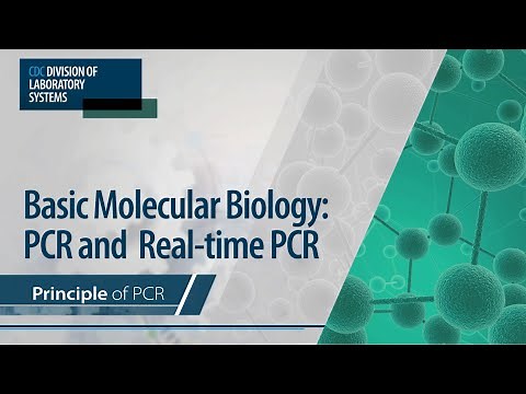 Basic Molecular Biology: PCR and Real-Time PCR – Principle of PCR