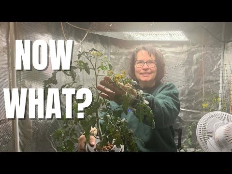 Tomato Plants Blooming in a Grow Tent? Here’s What to Do Next