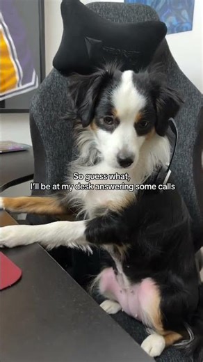 Mini Aussie 9-5 Dog Mode: A Day in the Life!