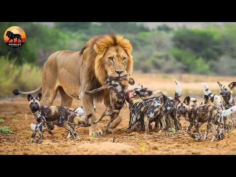 Perros Salvajes Africanos: La Manada Más Letal de Botsuana