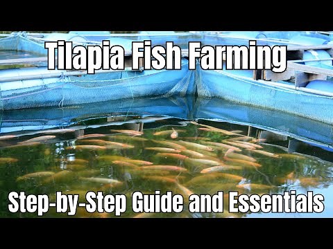Tilapia Fish Farming, Step by Step Guide and Essential Tips