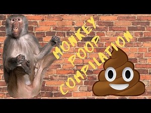 Monkey Poop Compilation