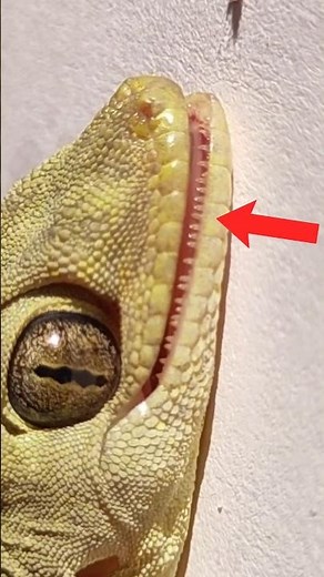What if a Lizard Bite You? 😨 || #lizard #animals #shorts