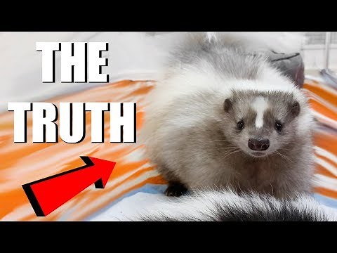 SKUNKS AS PETS - What You Need To Know | EMZOTIC
