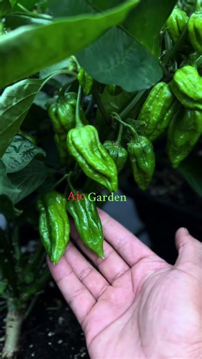 Explore the Benefits of Naga Morich for Your Garden