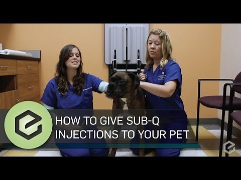 How To Give Prescribed Sub Q Injections to Your Pet