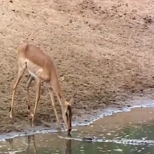 6.4M views · 10K reactions | Crocodile hunting skills-Crocodile ambushes to hunt....…  Join our group : Animals Life. Thank you so much ❤ | Survival Animal | Facebook