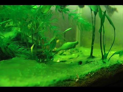 HOW TO: Prevent & Reduce Aquarium Algae