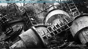 Non-Coding DNA | Function, Sequence & Region