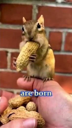 Amazing Squirrel Tricks You’ve Never Seen!