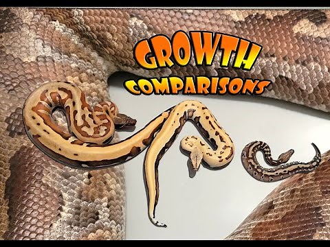 Blood Python Growth Comparison!