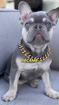 Top 5 Most Expensive Dogs in the World 🐶💰 #animals #dog #top5