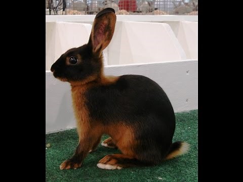 49 Rabbit Breeds Recognized by the American Rabbit Breeders Association ARBA