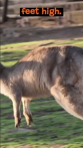 The Astonishing Jumping Skills of Kangaroos | The Wild Animal Facts