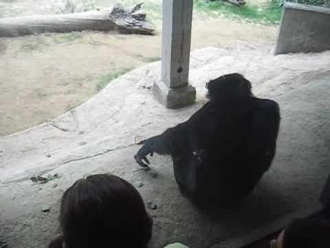Chimpanzees Mating at the Zoo