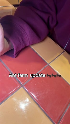 Ant Farm Update: Considering a Switch to Sand