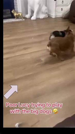 French Bulldog Best Friend Moments